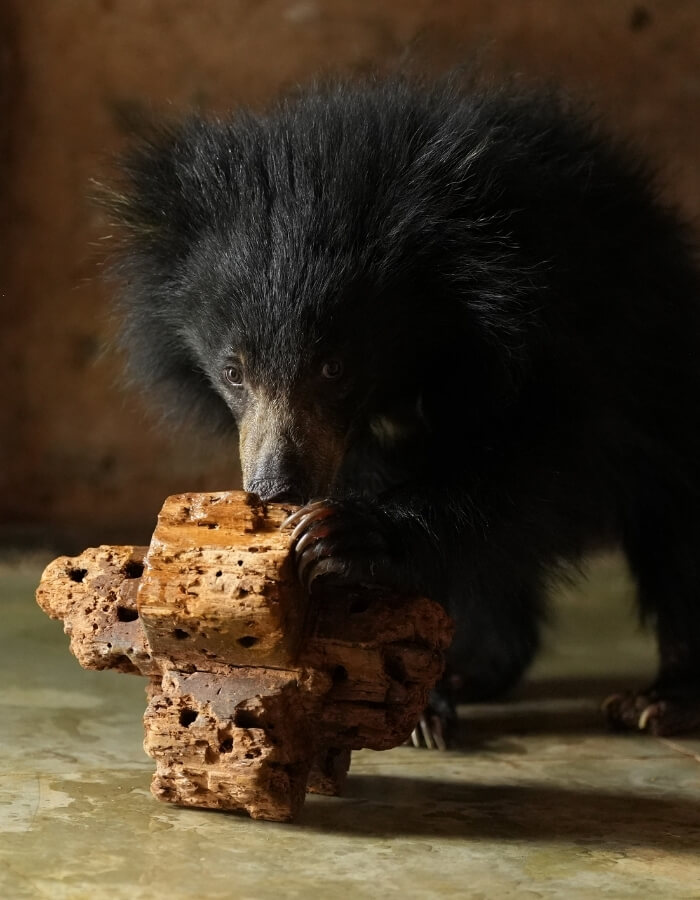 Luna, a five-month-old sloth bear cub, exploring a wooden enrichment log at the Van Vihar Bear Rescue Facility