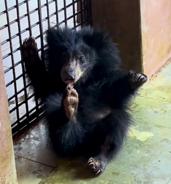 Luna sitting upright and playing with her paws, showing her returning playful personality
