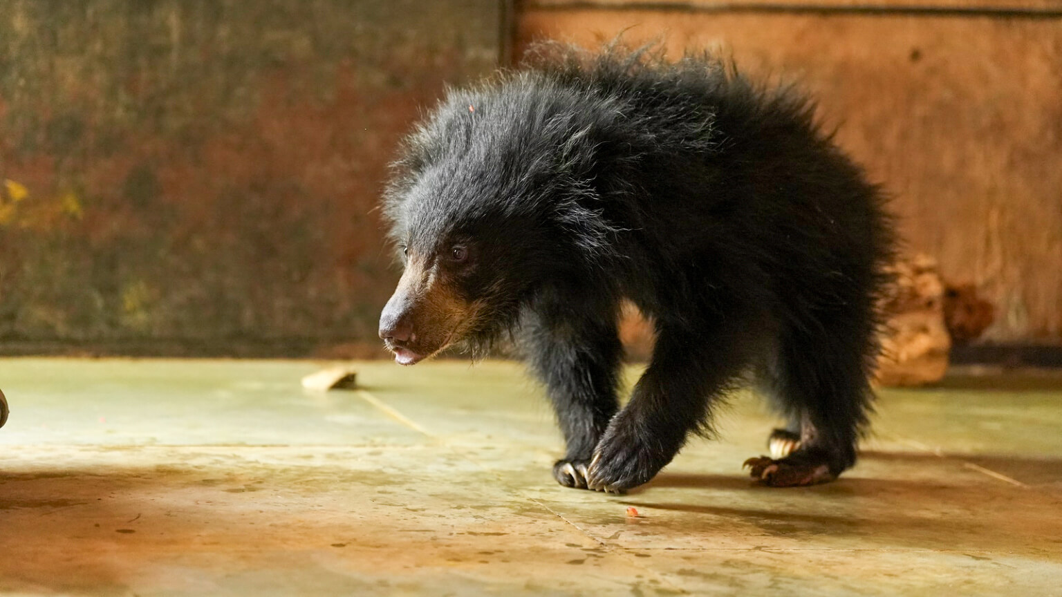 Luna the sloth bear cub taking careful steps across the floor of her recovery enclosure